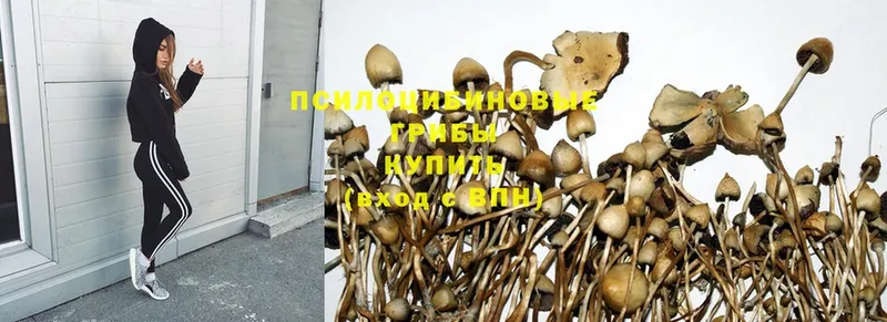 Галлюциногенные грибы MAGIC MUSHROOMS  Брянск 